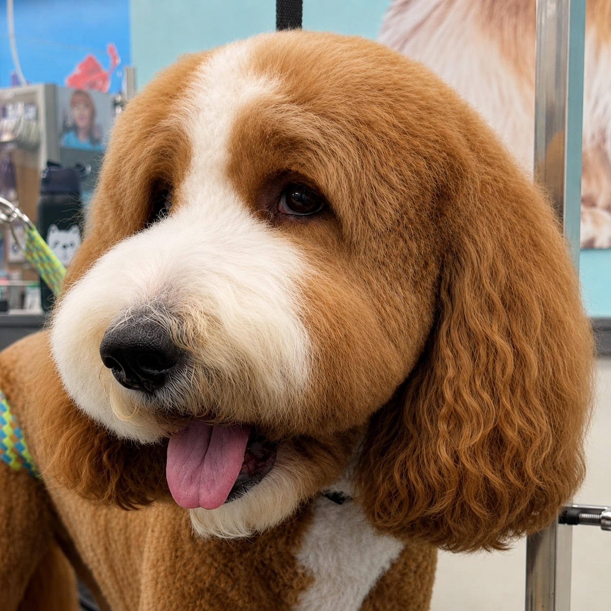 Brown and white doodle with a carefully rounded face after grooming