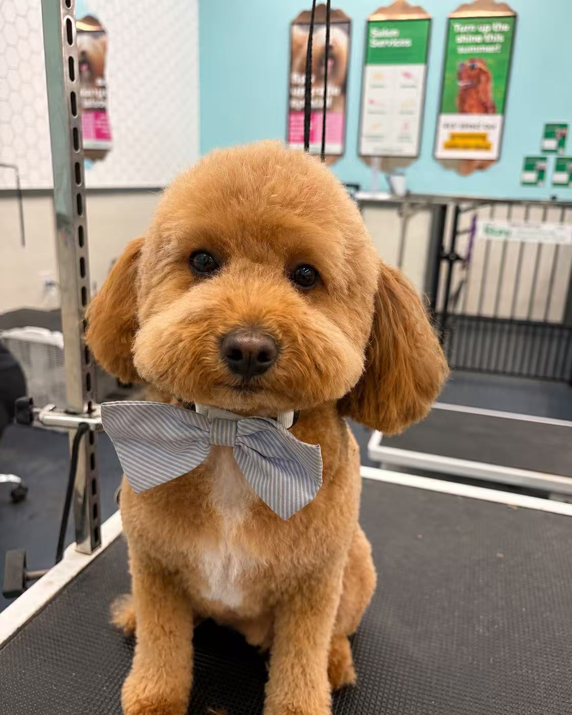 Small brown dog after a rounded teddy-bear groom